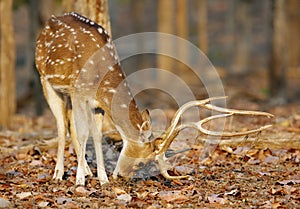 cheetal deer feeding, pench tiger reserve