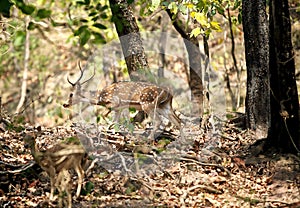 Cheetal deer in the forest of Jim Corbett