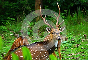 Cheetal deer in a jungle