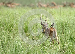 A cheetal deer with Mayna on back