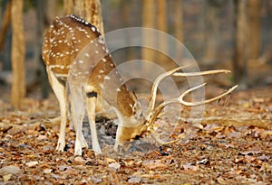 Cheetal deer in Pench National Park