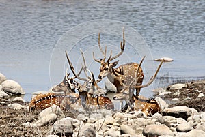 Cheetal deers near a water hole in Jim Corbett