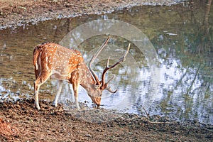 Cheetal indian deer