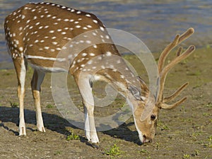 Cheetal Spotted deer - Axis axis