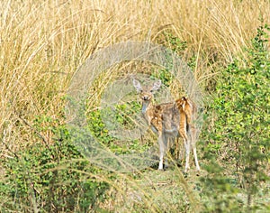 Cheetal Spotted Deer in Grassland