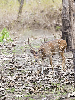 The Cheetal stag, India