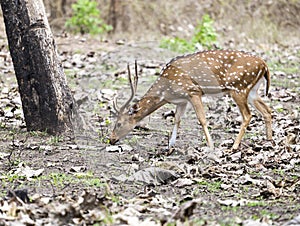 The Cheetal stag, India