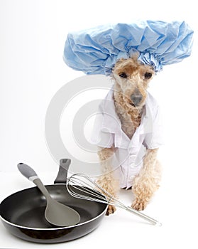 Chef Dog with Pan