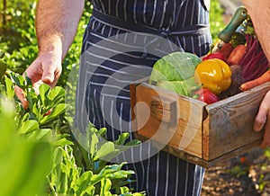 Chef harvesting at local organic farm