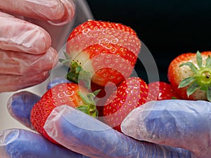 Chef holding and preparing strawberries