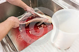 Chef gutting carp fish to prepare it later