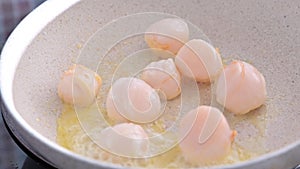 Chef preparing healthy gourmet food, seared scallops in a frying pan. A traditional dish of france and italy sea food