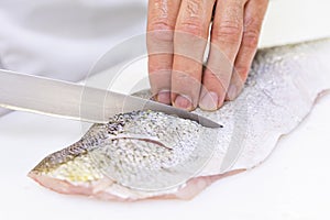 A chef scoring a large zander fish fillet with a knife. White ch