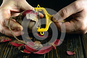 Chefs use a vegetable peeler to peel beets to prepare a dietary vegetable dish for lunch