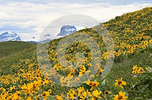 Cheif mountain peaking out from behind a hillside of beautful yellow daisies !