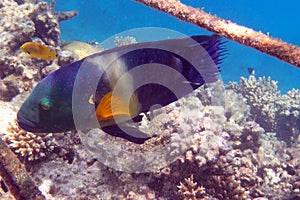 Cheilinus lunulatus fish from the Red Sea