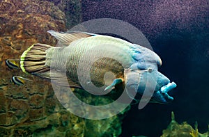 Cheilinus undulatus or Napoleon fish