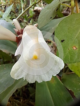 Cheilocostus speciocus flower
