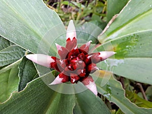 Cheilocostus speciocus flower