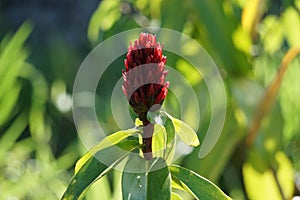 Cheilocostus speciosus (Also called crepe ginger, Costaceae, Hellenia speciosa, Pacing tawar) in nature