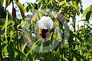 Cheilocostus speciosus (Also called crepe ginger, Costaceae, Hellenia speciosa, Pacing tawar) in nature