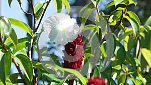 Cheilocostus speciosus (Also called crepe ginger, Costaceae, Hellenia speciosa, Pacing tawar) in nature