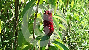 Cheilocostus speciosus (Also called crepe ginger, Costaceae, Hellenia speciosa, Pacing tawar) in nature