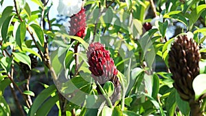 Cheilocostus speciosus (Also called crepe ginger, Costaceae, Hellenia speciosa, Pacing tawar) in nature