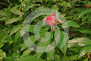 Cheilocostus speciosus, or crepe ginger