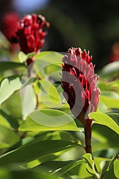 Cheilocostus speciosus, or crepe ginger flower