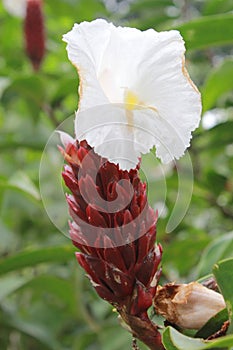 Cheilocostus speciosus or crêpe ginger