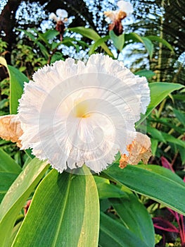 Cheilocostus speciosus flower