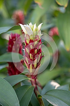 Cheilocostus speciosus flower in the garden.