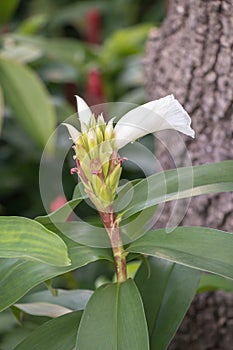 Cheilocostus speciosus flower in the garden.