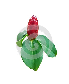 Cheilocostus Speciosus flower isolated