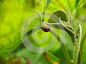 Cheilomenes is a genus of Coccinellidae ladybugs. they are big typical ladybugs They are always shiny and often have light spots