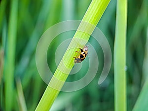 Cheilomenes is a genus of Coccinellidae ladybugs. they are big typical ladybugs They are always shiny and often have light spots