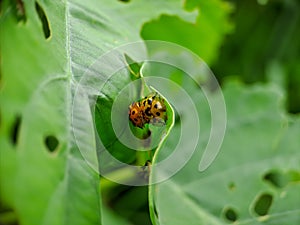 Cheilomenes is a genus of Coccinellidae ladybugs. they are big typical ladybugs They are always shiny and often have light spots