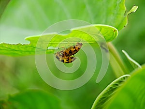 Cheilomenes is a genus of Coccinellidae ladybugs. they are big typical ladybugs They are always shiny and often have light spots