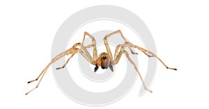 Northern yellow sac spider isolated on white background, Cheiracanthium mildei male