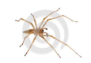 Northern yellow sac spider isolated on white background, Cheiracanthium mildei male