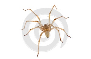 Northern yellow sac spider isolated on white background, Cheiracanthium mildei male