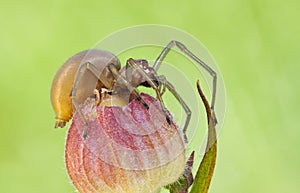 Cheiracanthium punctorium spider in nature close up