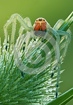 Cheiracanthium punctorium spider in nature close up. Spider portrait in big magnification with natural light
