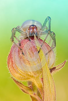 Cheiracanthium punctorium spider in nature