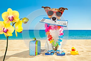 Chek in boarding pass summer dog photo