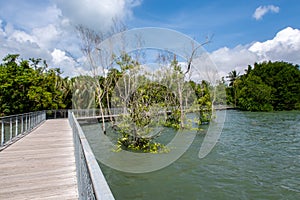 Chek Jawa Broadwalk Jetty, wooden platform in mangrove forest wetlands overlooking sea on Pulau Ubin Island, Singapore photo