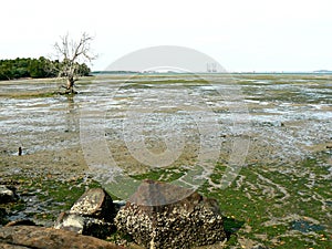 Chek Jawa mudflats photo
