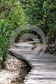 Chek Jawa Trail photo