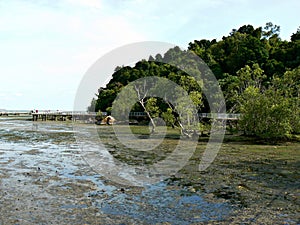 Chek Jawa wetland reserve photo